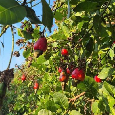 CASHEW MARKET REPORT