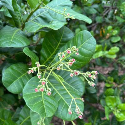 CASHEW MARKET REPORT