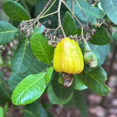 CASHEW MARKET REPORT