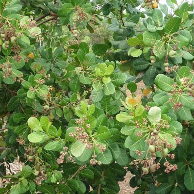 CASHEW MARKET REPORT