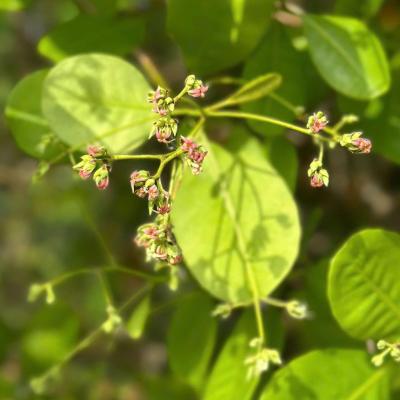 CASHEW MARKET REPORT