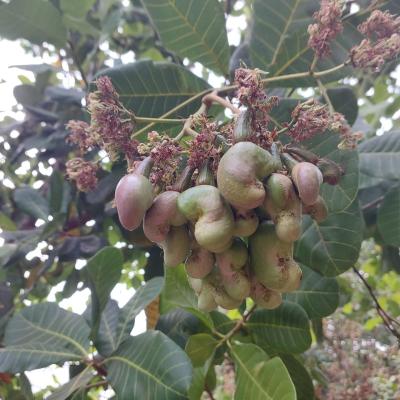 CASHEW MARKET REPORT