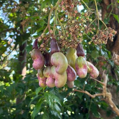 CASHEW MARKET REPORT