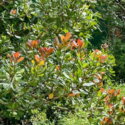 CASHEW MARKET REPORT