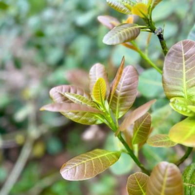 CASHEW MARKET REPORT