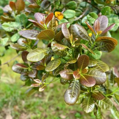 CASHEW MARKET REPORT
