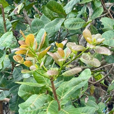 CASHEW MARKET REPORT