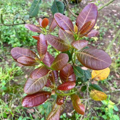 CASHEW MARKET REPORT