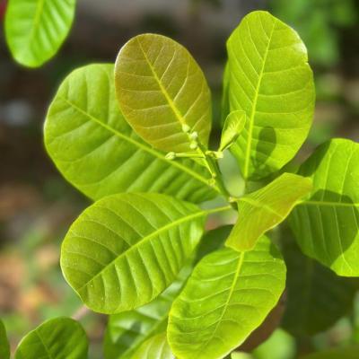 CASHEW MARKET REPORT