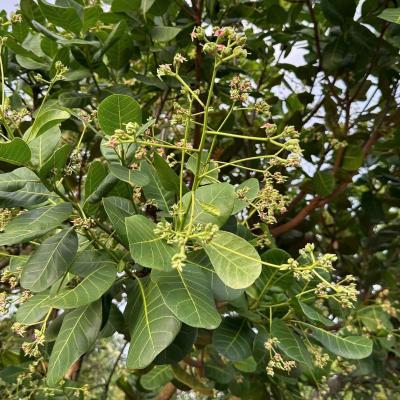 CASHEW MARKET REPORT